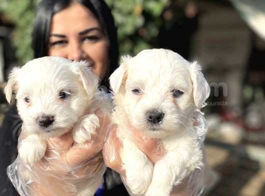 Maltese Terrier Yavrularımız