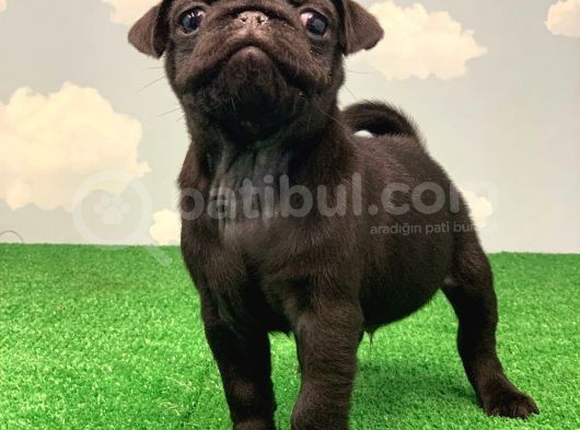 Yüksek Kali̇te Si̇yah Pug Mops Gül Kuyruk görsel