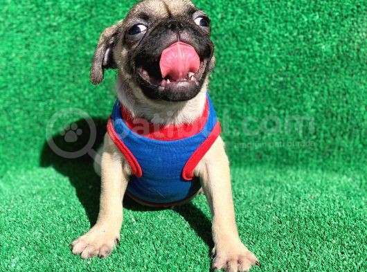 Show Class Gül Kuyruk Pug Mops Yavrular görsel