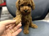 BABY FACE TOY POODLE YAVRULARIMIZ RED BROWN