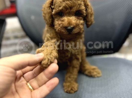 Baby Face Toy Poodle Yavrularimiz Red Brown