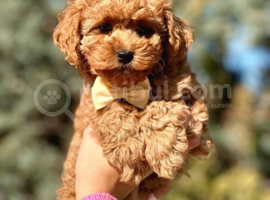 Tr Nin En Özel Toy Poodle Yavruları görsel