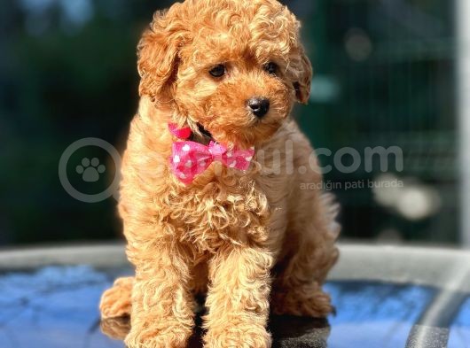 Podyum Güzeli Toy Poodle Yavrularımız görsel