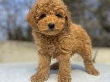 Çi̇ftli̇ği̇mi̇zden Garanti̇li̇ Toy Poodle Bebekler