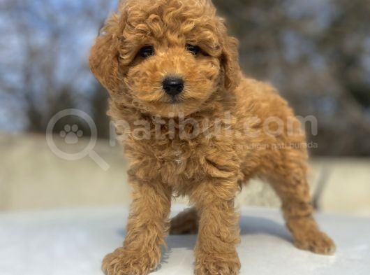 Çi̇ftli̇ği̇mi̇zden Garanti̇li̇ Toy Poodle Bebekler görsel