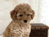 Apricot Toy Poodle Dişi Ve Erkek Yavrular