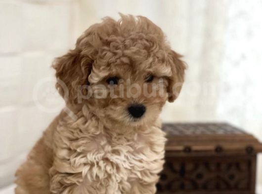 Apricot Toy Poodle Dişi Ve Erkek Yavrular görsel