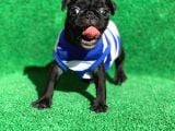 Si̇yah Erkek Pug Mops En Nadi̇r Renk