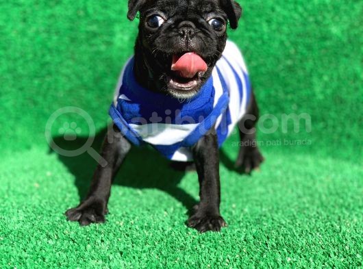 Si̇yah Erkek Pug Mops En Nadi̇r Renk