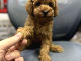 Baby Face Toy Poodle Yavrularimiz Red Brown