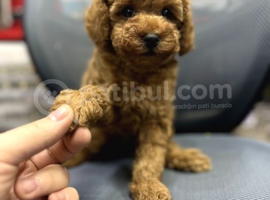Baby Face Toy Poodle Yavrularimiz Red Brown görsel