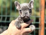 Compact Blue French