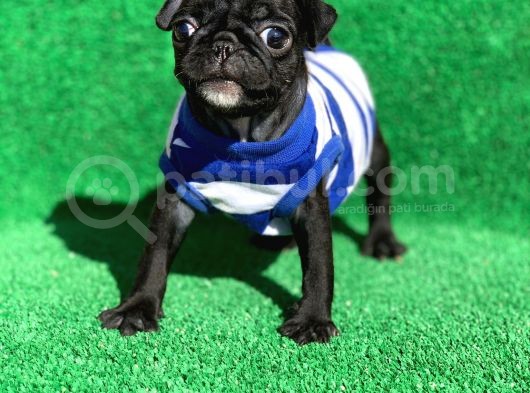 Si̇yah Erkek Pug Mops En Nadi̇r Renk görsel