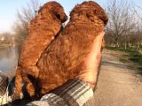 Red Browne Sevimli Toypoodle Yavrularım