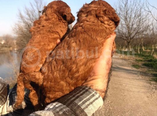 Red Browne Sevimli Toypoodle Yavrularım görsel