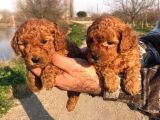 Red Browne Sevimli Toypoodle Yavrularım