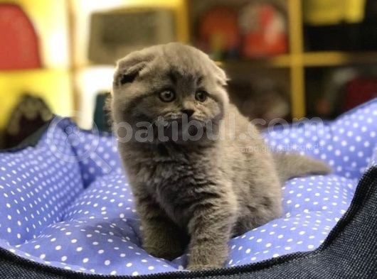Ayi Surat Top Kafa Scotti̇sh Fold Yavrularimiz görsel