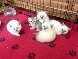 Anne altından safkan blue point british shorthair yavrularımız