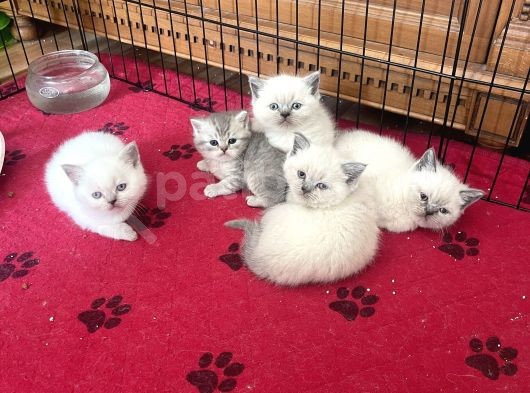 Anne Altından Safkan Blue Point British Shorthair Yavrularımız