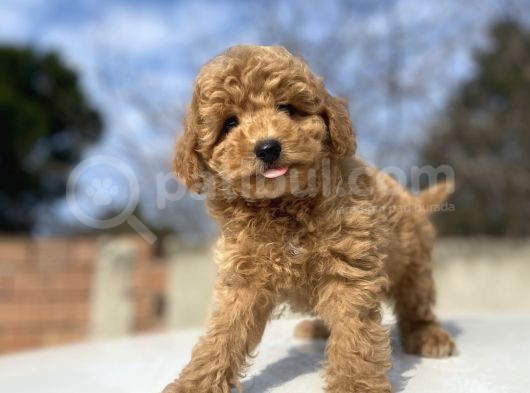 Çi̇ftli̇ği̇mi̇zden Orji̇nal Toy Poodle