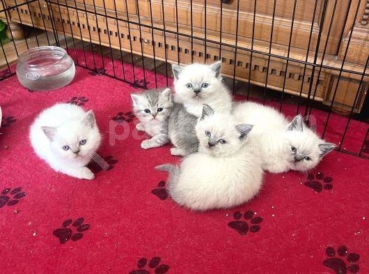 Anne Altından Safkan Blue Point British Shorthair Yavrularımız görsel