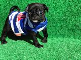 Si̇yah Erkek Pug Mops En Nadi̇r Renk