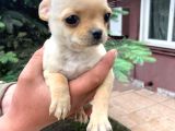 VONALPET GARANTİSİYLE MÜKEMMEL KALİTEDE CHİHUAHUA  YAVRULARIMIZ