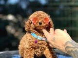 Orjinal Red Toy Poodle