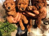 Red Browne Sevimli Toypoodle Yavrularım