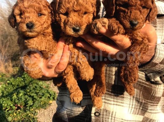 Red Browne Sevimli Toypoodle Yavrularım görsel