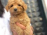 Aşili Sevi̇mli̇ Toy Poodle Bebekler