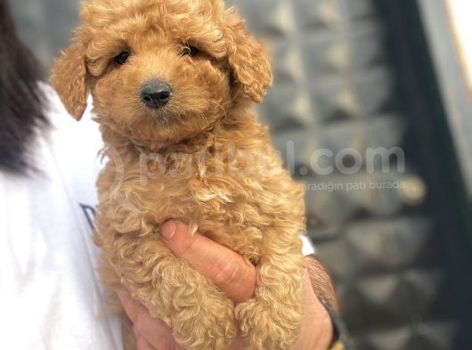 Aşili Sevi̇mli̇ Toy Poodle Bebekler görsel