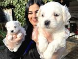 Maltese Terrier Yavrularımız