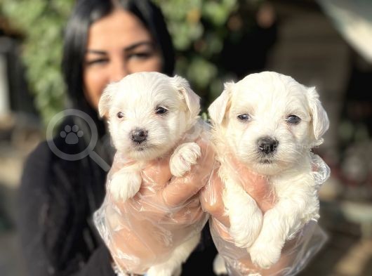 Maltese Terrier Yavrularımız görsel
