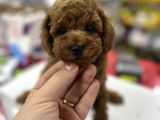 Baby Face Toy Poodle Yavrularimiz Red Brown