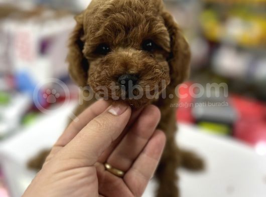 Baby Face Toy Poodle Yavrularimiz Red Brown görsel