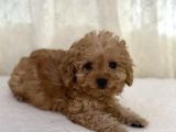Apricot Toy Poodle Dişi Ve Erkek Yavrular
