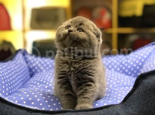 Ayi Surat Top Kafa Scotti̇sh Fold Yavrularimiz görsel