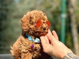 Ailenizin Yeni Üyesi Red Toy Poodle