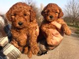Red browne sevimli toypoodle yavrularım