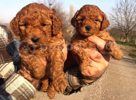 Red browne sevimli toypoodle yavrularım