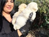 Beyaz Safkan Pekinez Yavrularımız