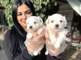 Maltese Terrier Yavrularımız