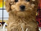 Apricot Toy Poodle Dişi Ve Erkek Yavrular