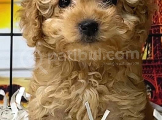 Apricot Toy Poodle Dişi Ve Erkek Yavrular görsel