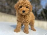 Aşili Sevi̇mli̇ Toy Poodle Bebekler