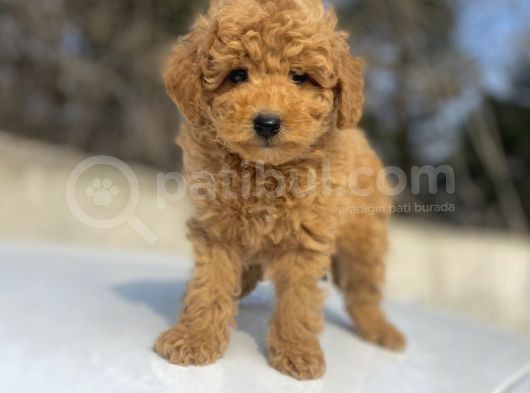 Aşili Sevi̇mli̇ Toy Poodle Bebekler görsel