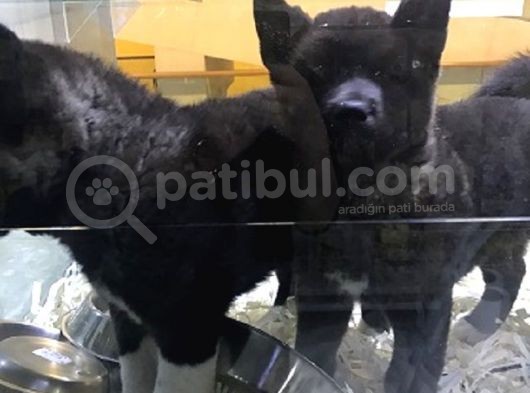 Mükemmel Saf Kan Aki̇ta Yavrulari Vonalppet Garanti̇si̇yle