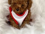 Tarzı Ile İddaalı Poodle Bebeğimiz