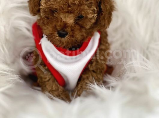 Tarzı Ile İddaalı Poodle Bebeğimiz görsel